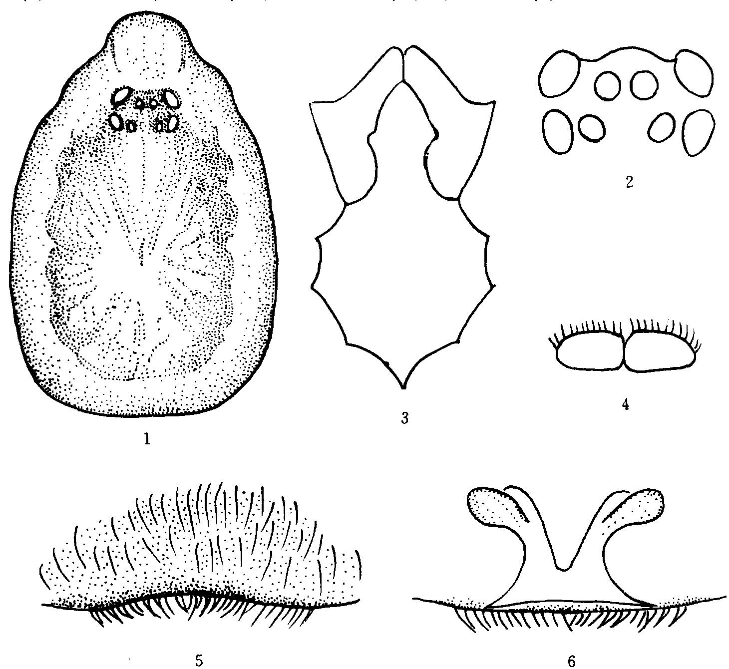 5. 林芝三栉毛蛛 (新种)