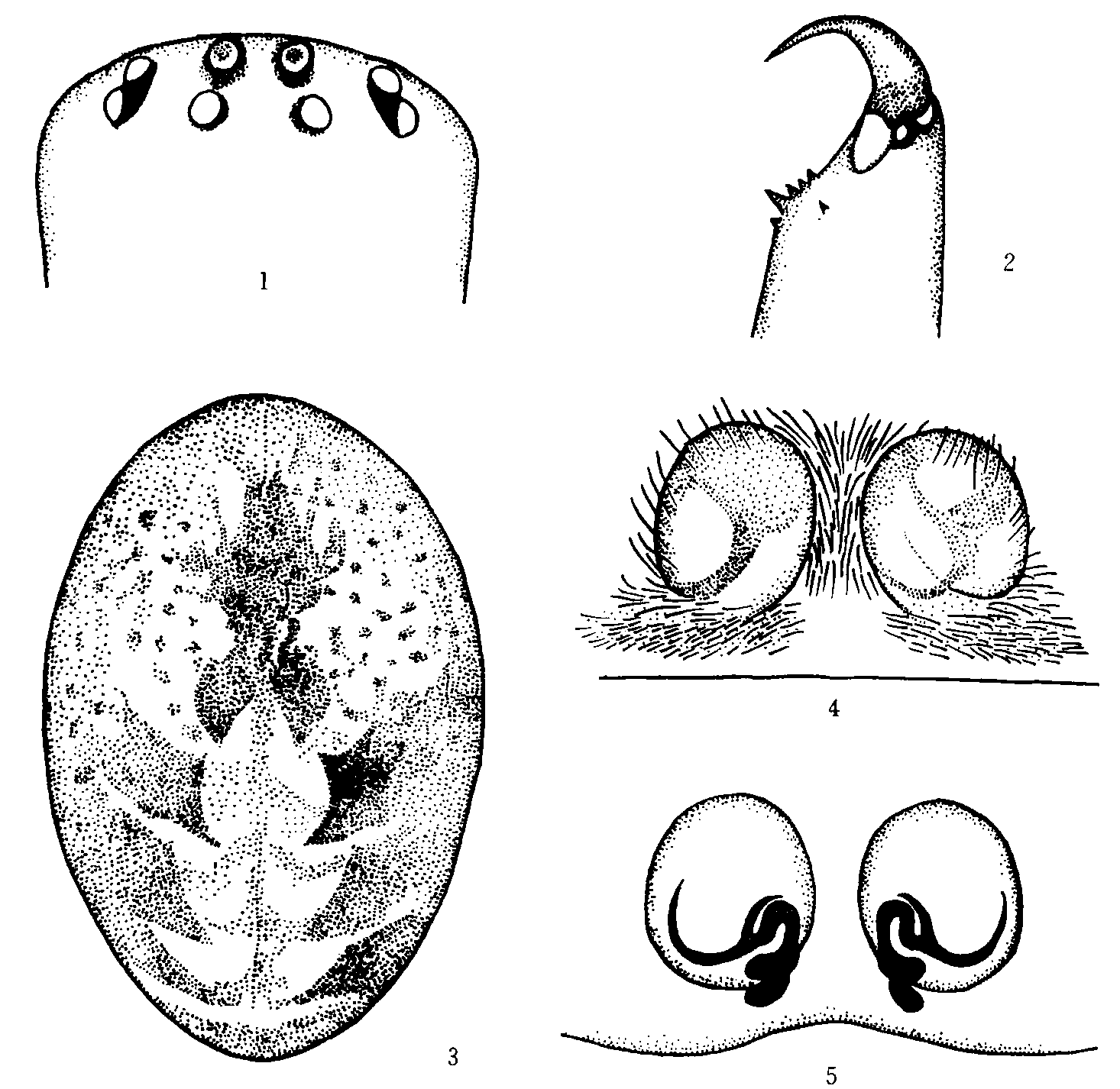 22. 林芝卷叶蛛 (新种)