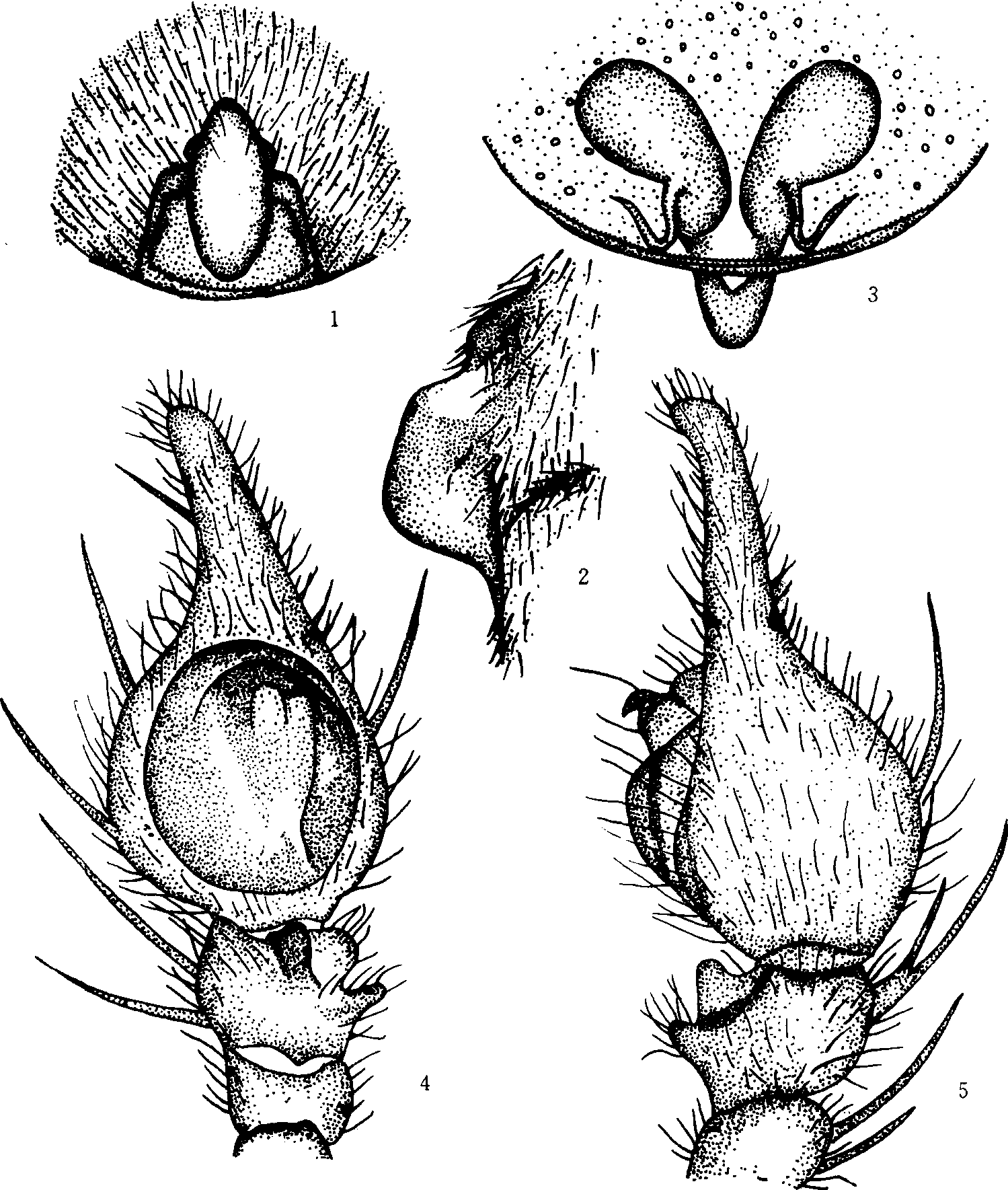 118. 吉隆猫蛛