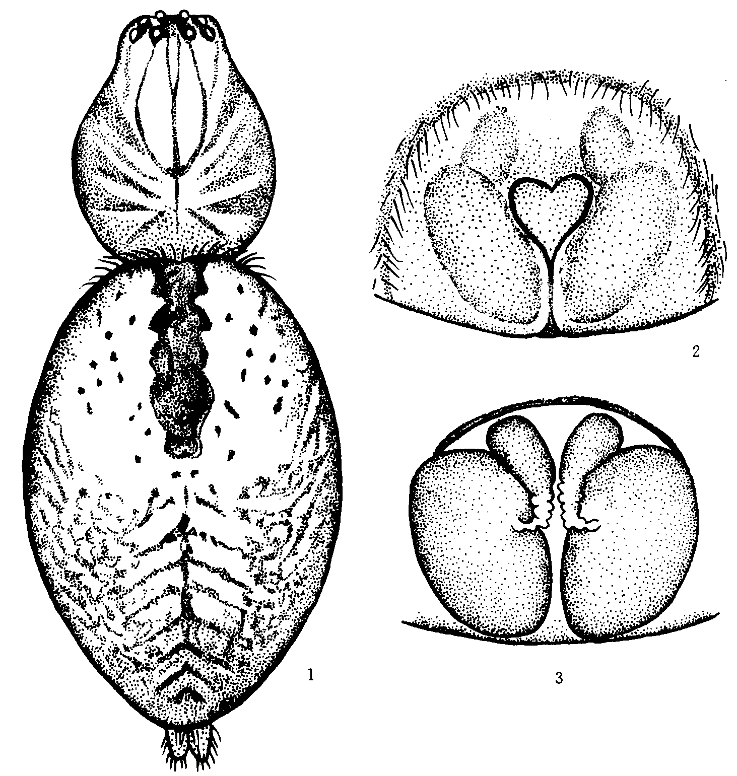 166. 林芝管巢蛛 (新种)