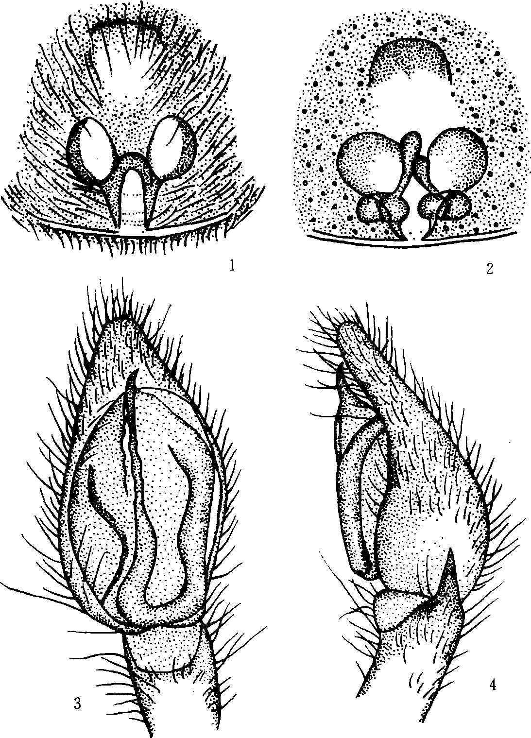 175. 樟木盾球蛛