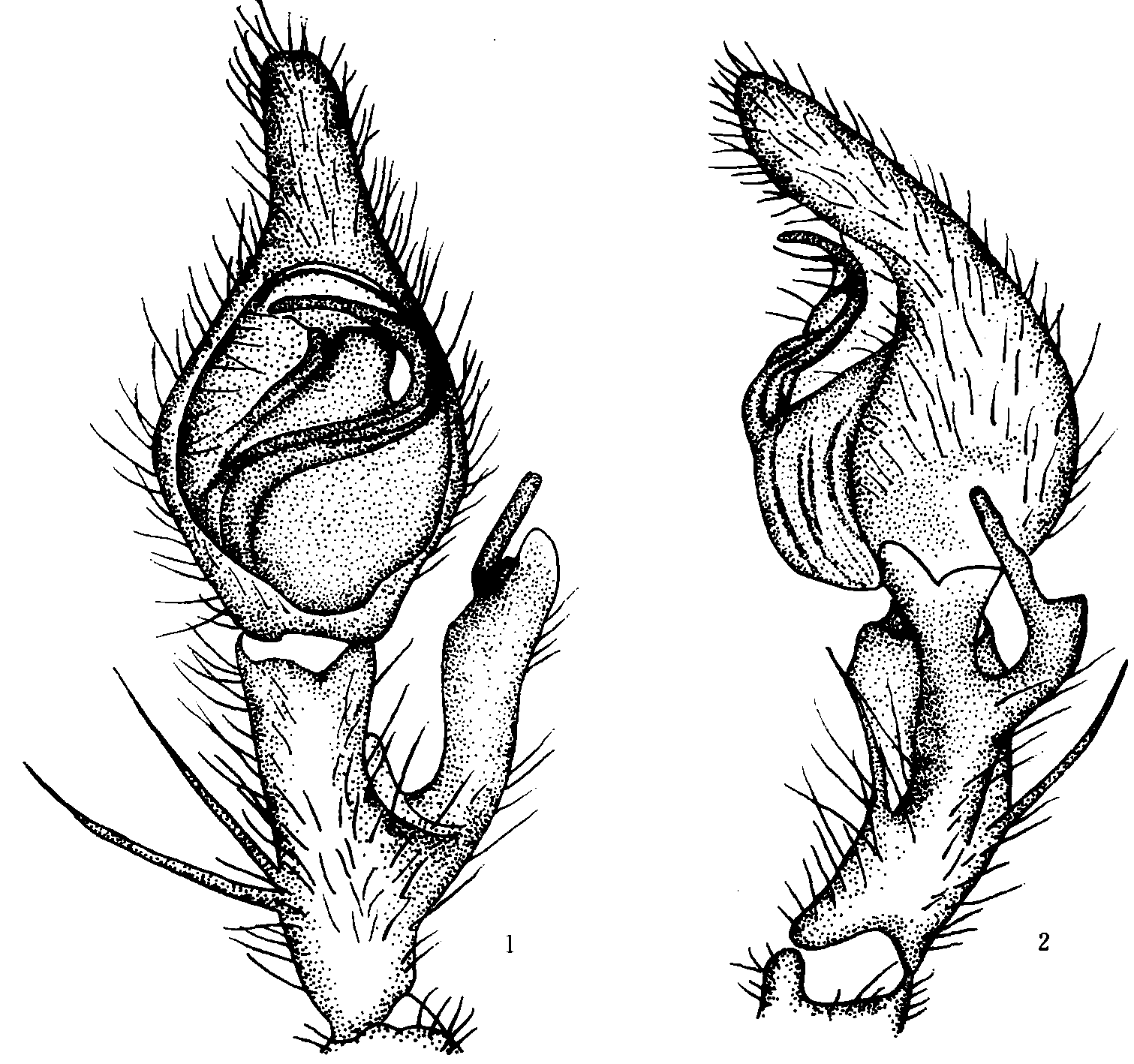 181. 喜马拉雅巨蟹蛛