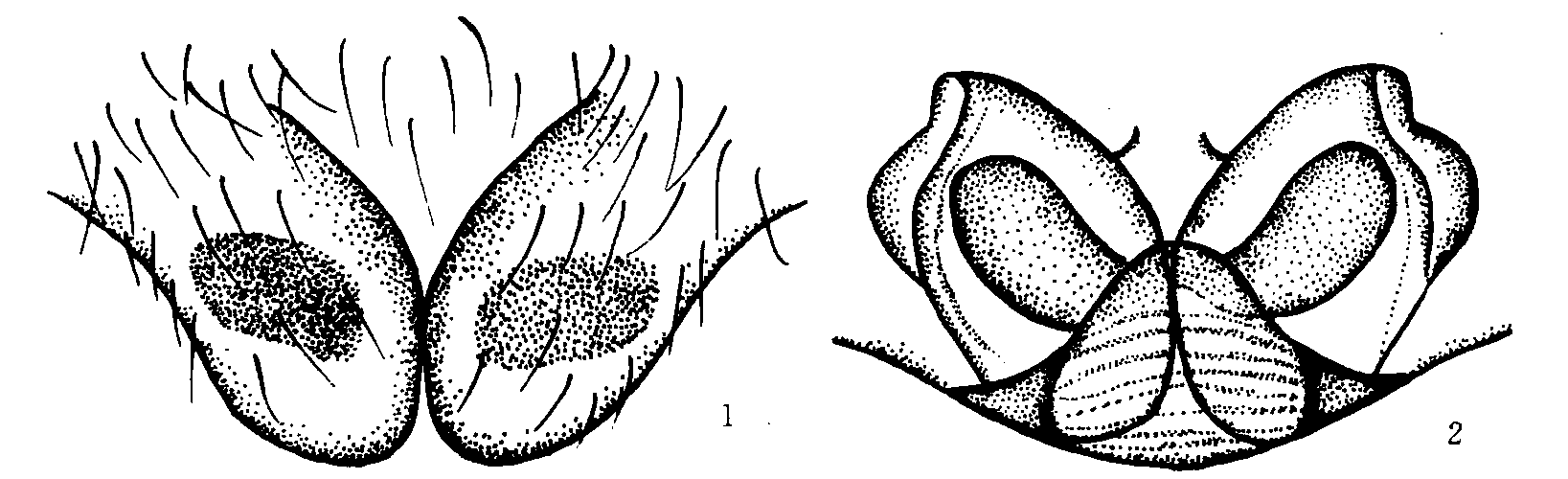 184. 白额巨蟹蛛