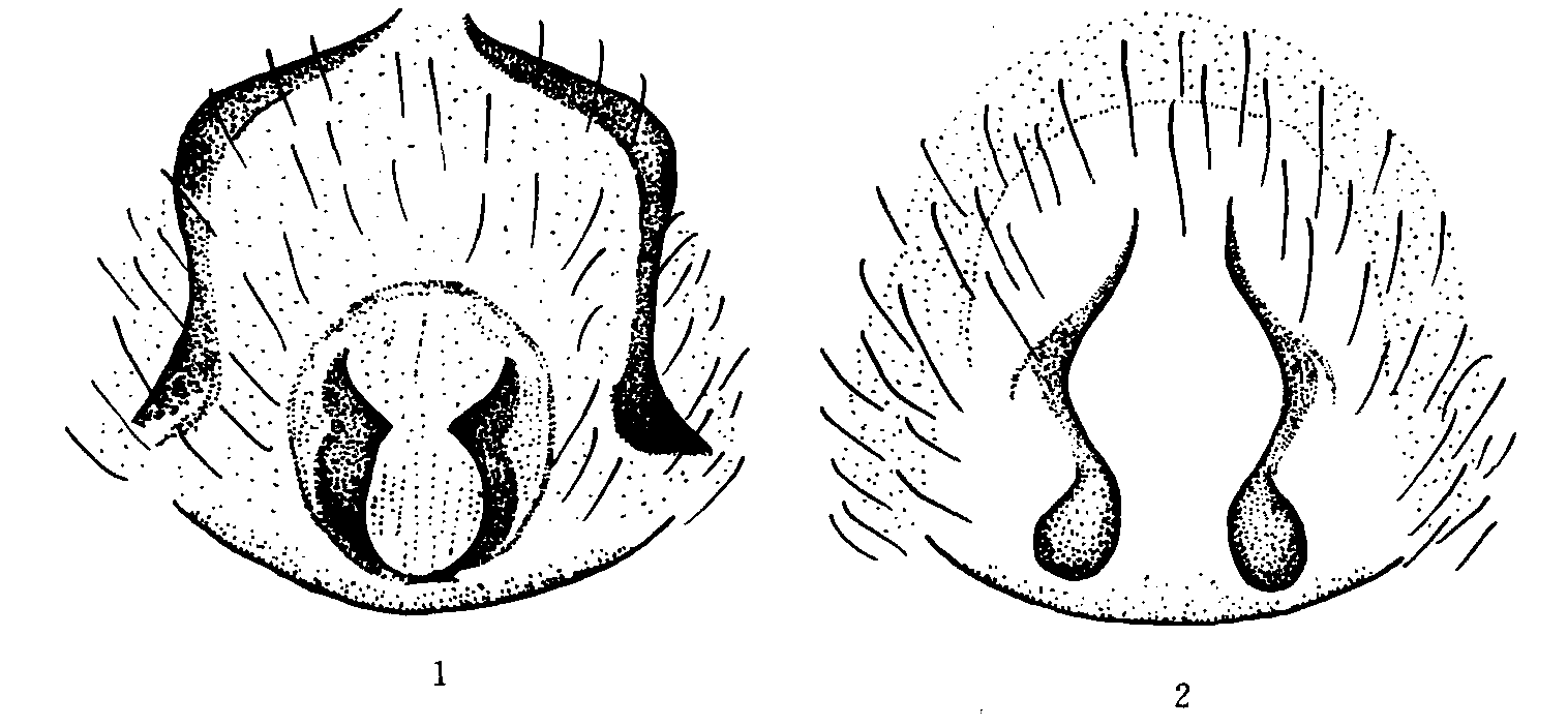 190. 查姆逍遥蛛