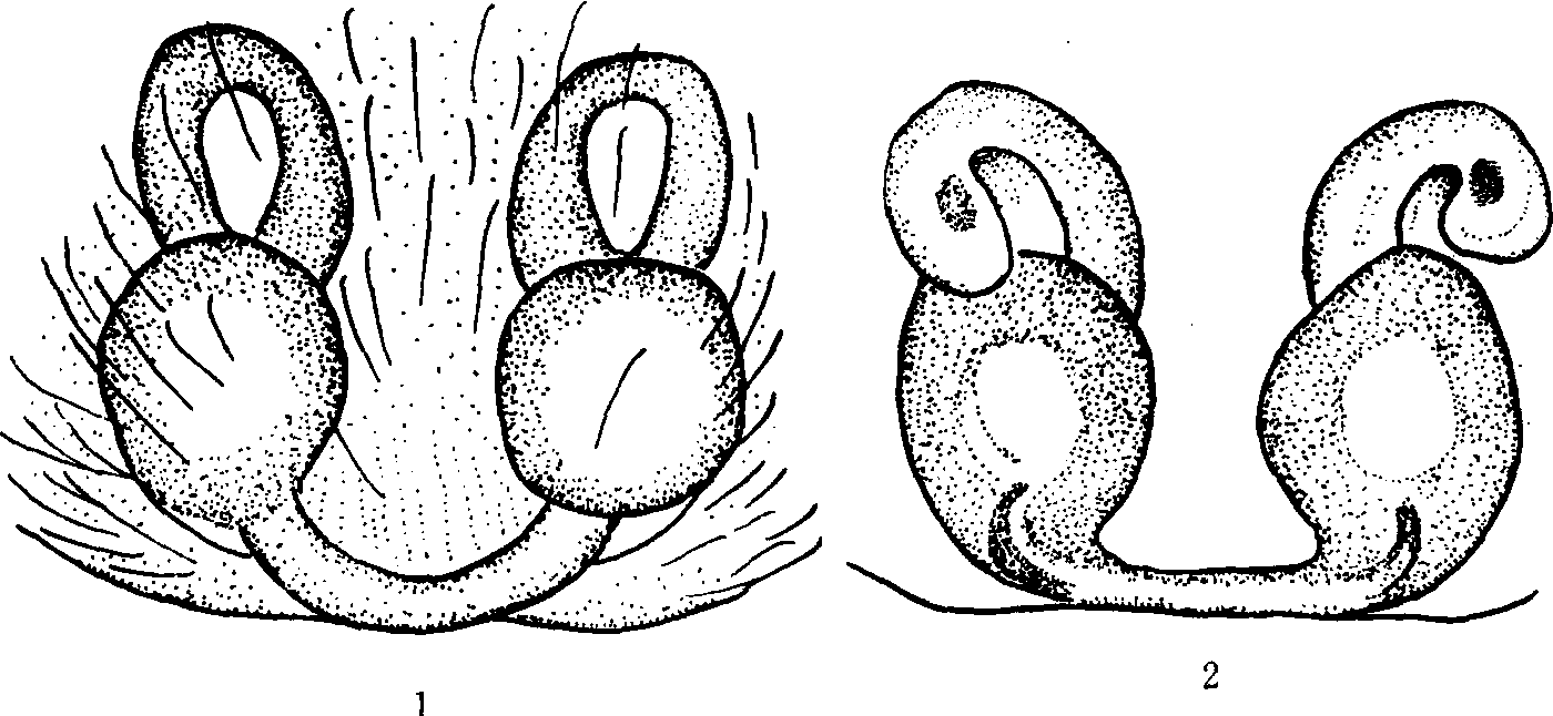 195. 红棕逍遥蛛