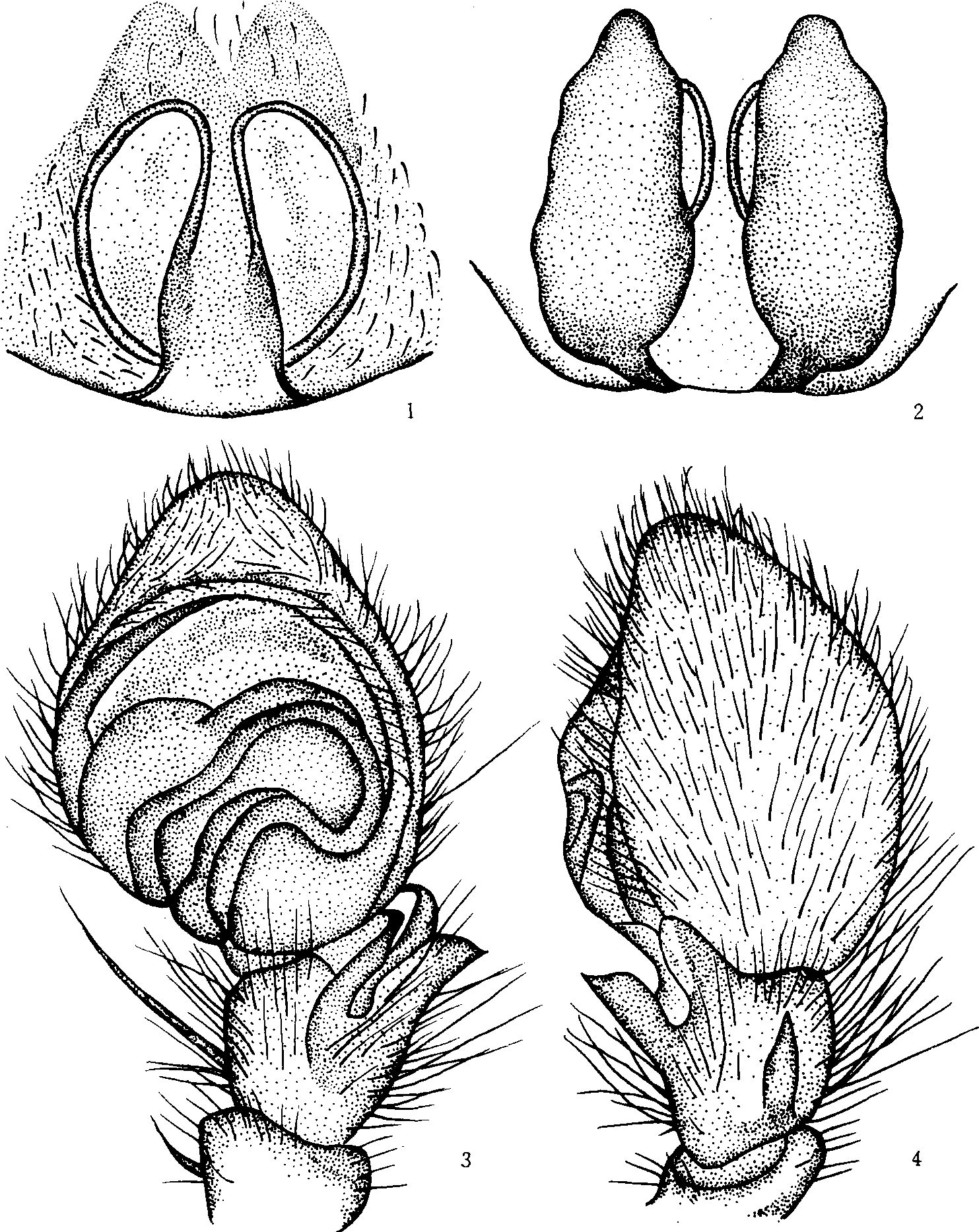 197. 刺跗逍遥蛛