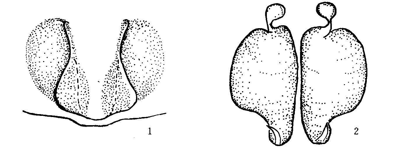 198. 白斑狼逍遥蛛