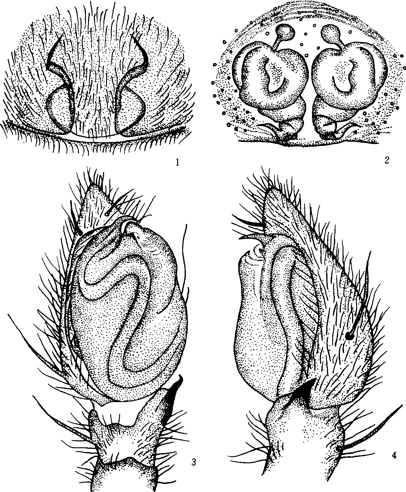 201. 西藏狼逍遥蛛