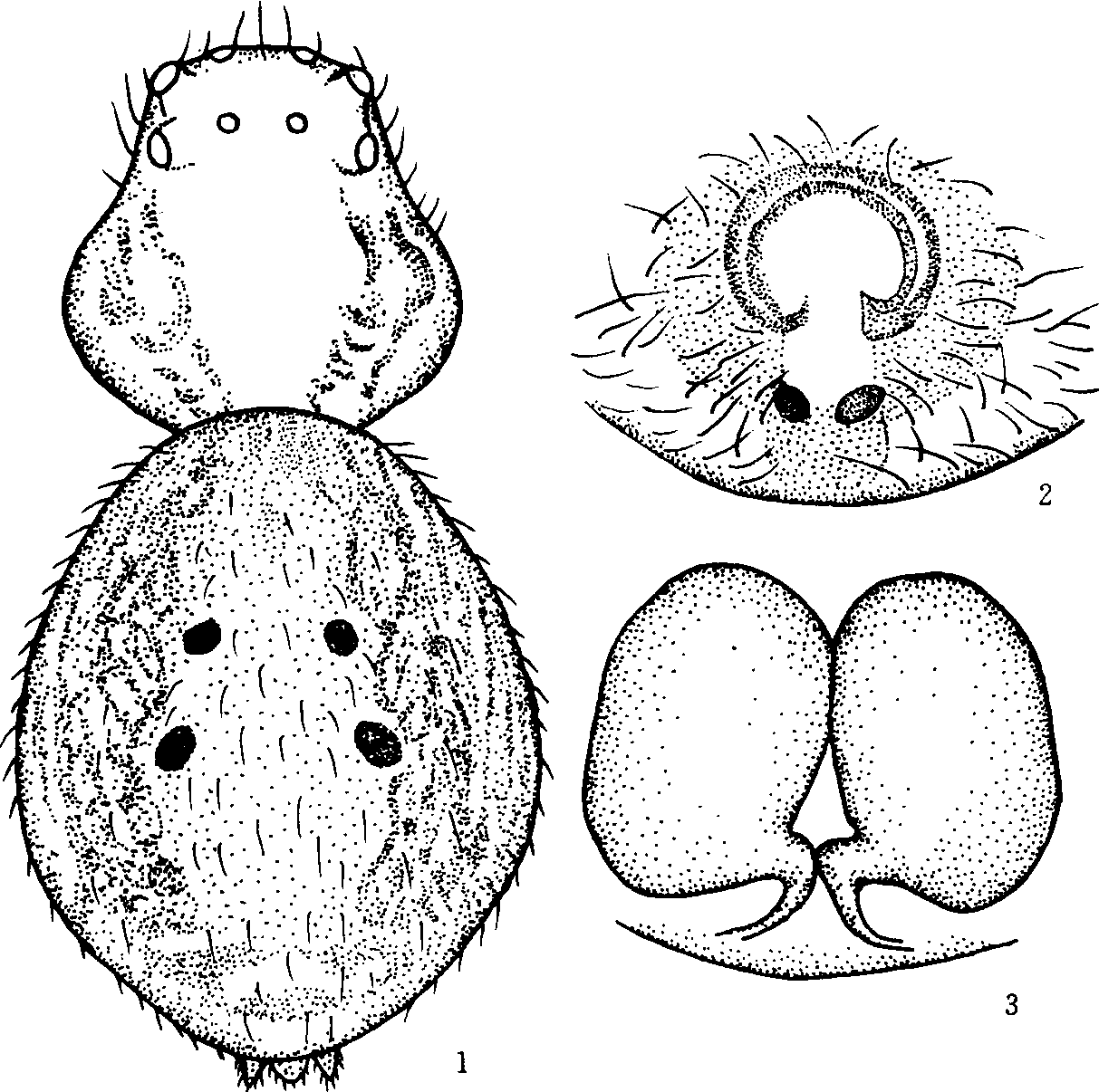 212. 高山花蟹蛛