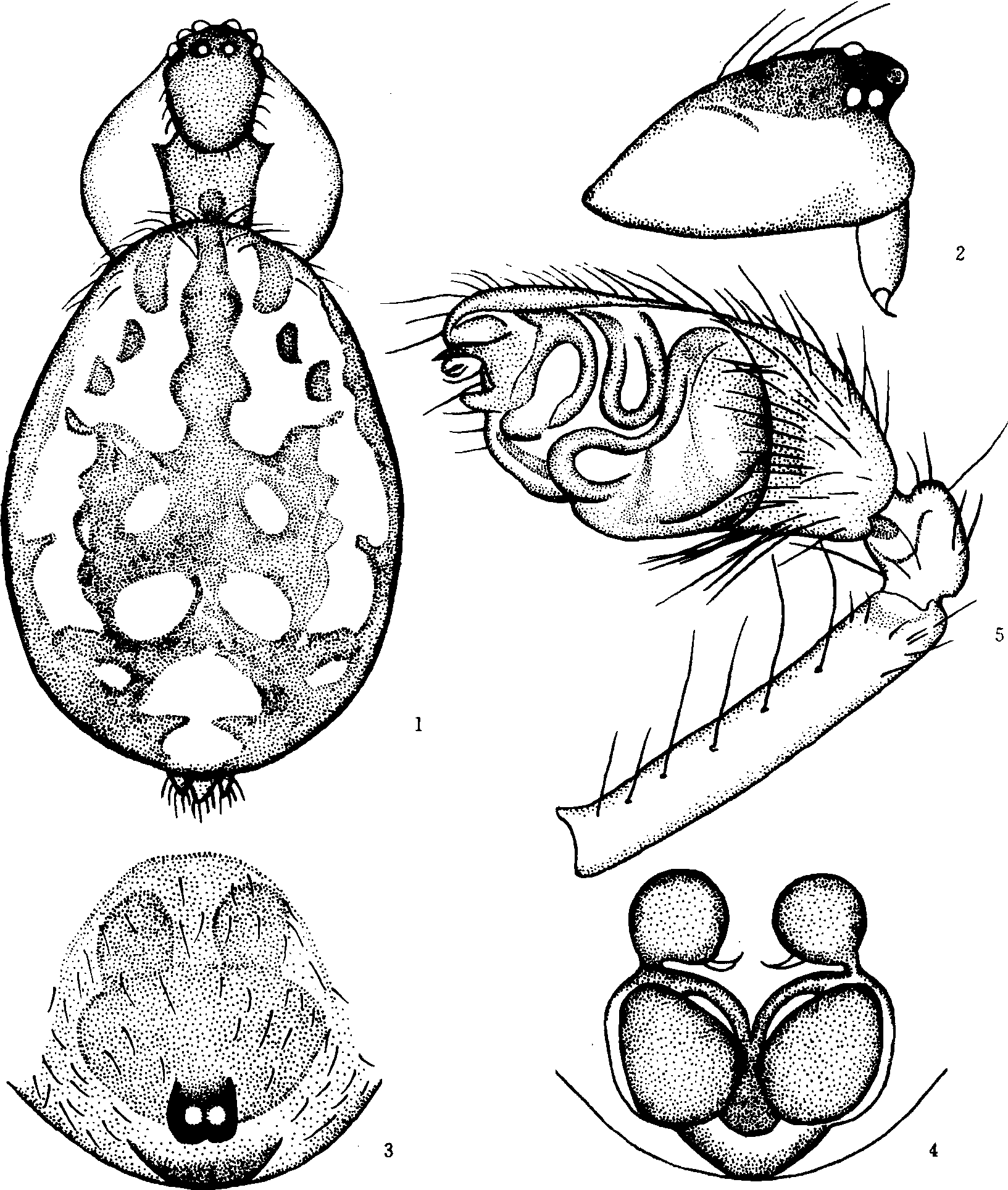 370. 林芝圆腹蛛 (新种)