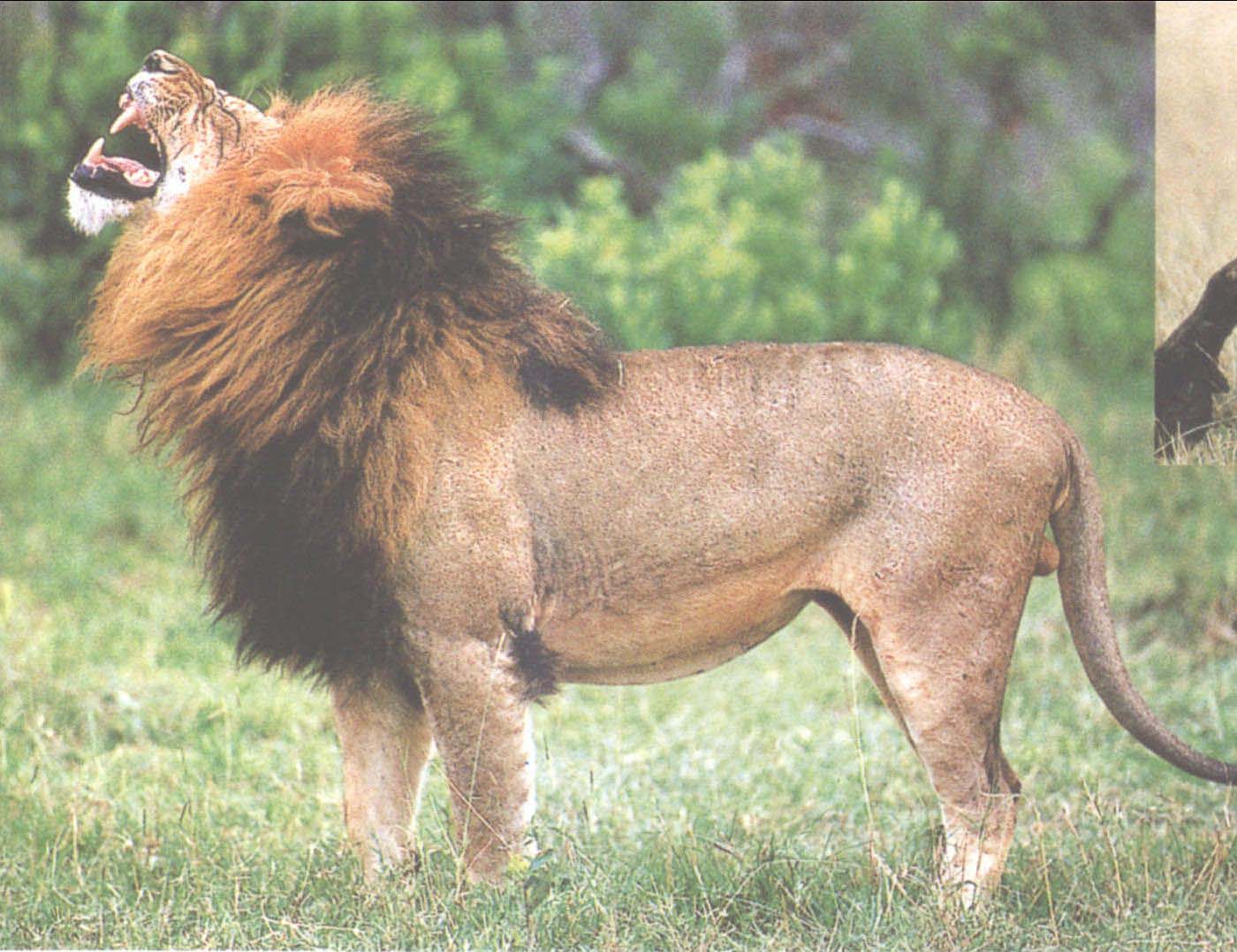 狮