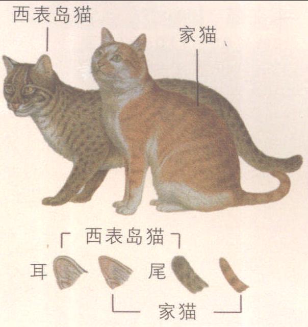 西表岛猫与家猫的区别