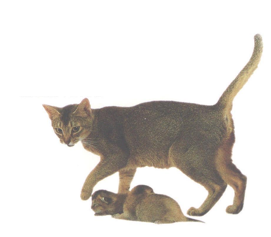 阿比西尼亚(埃塞俄比亚)猫