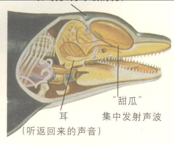 海豚的回声定位