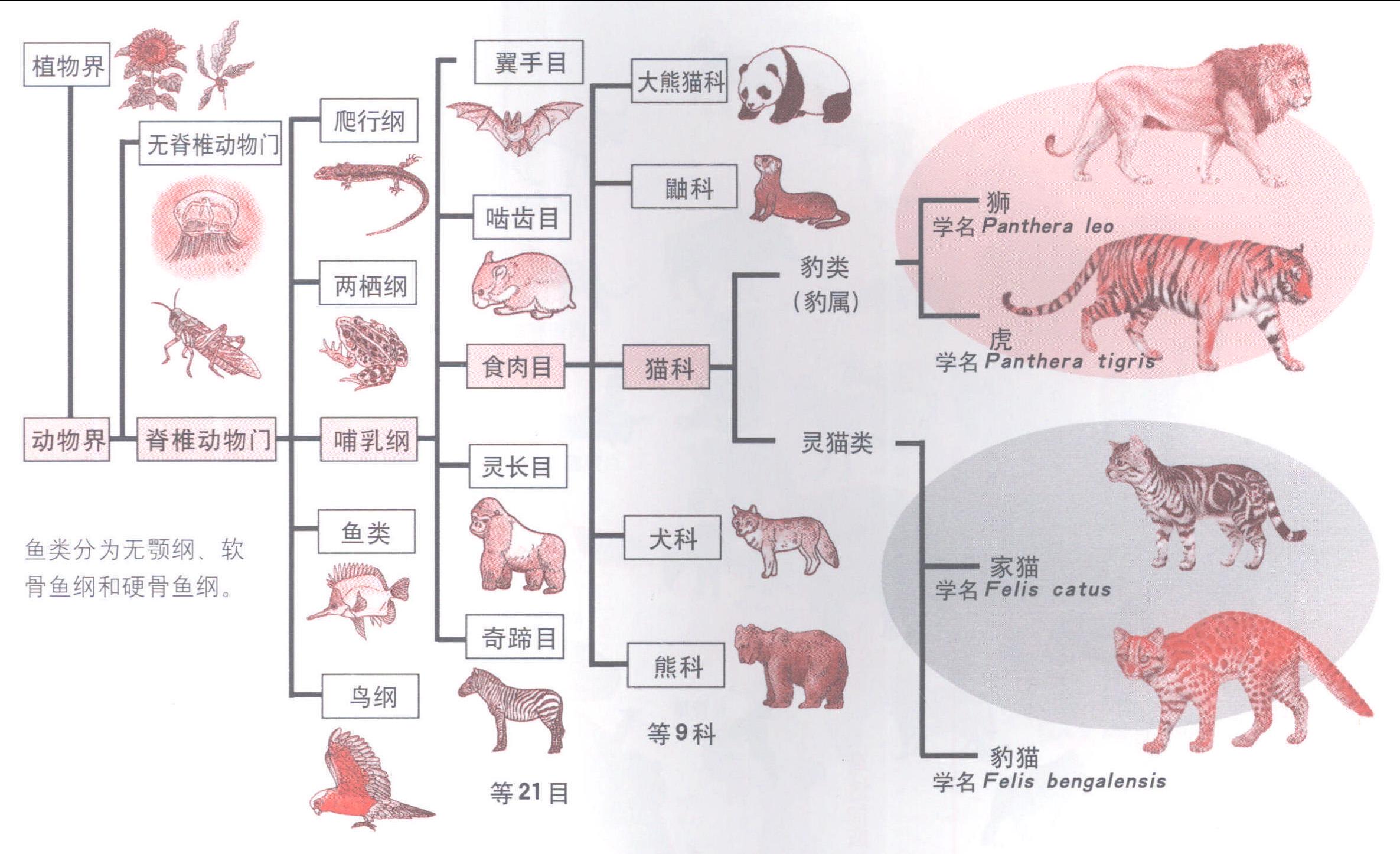 动物的分类