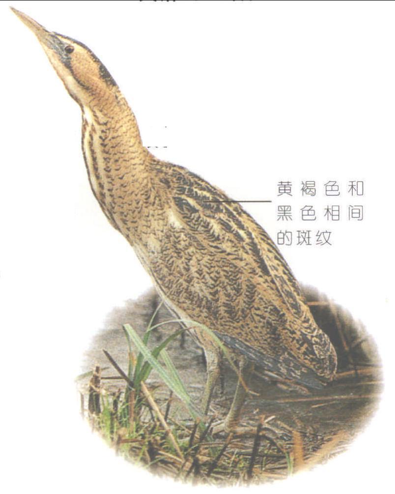 大麻鳽