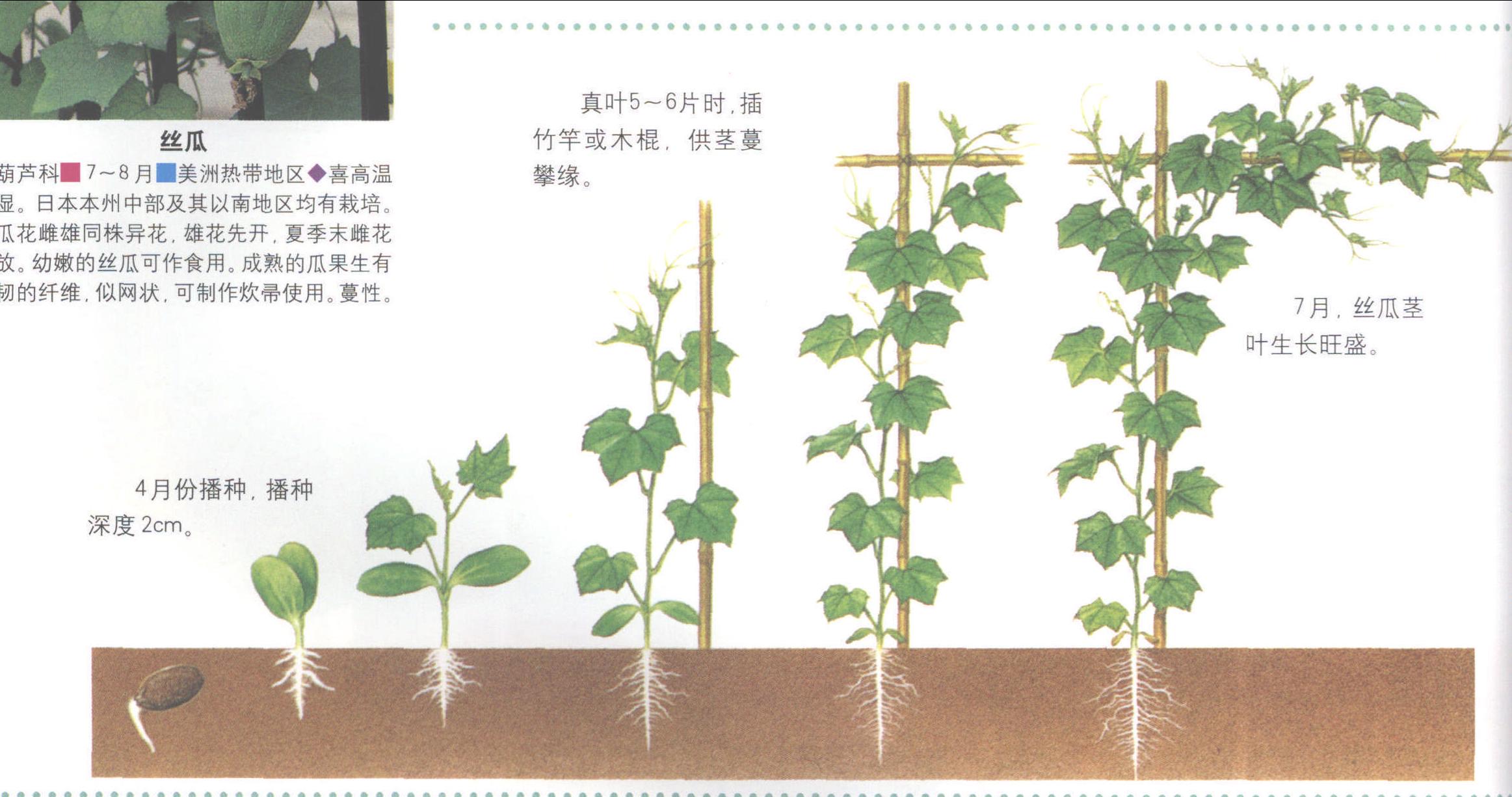 ●双子叶、真叶、卷须