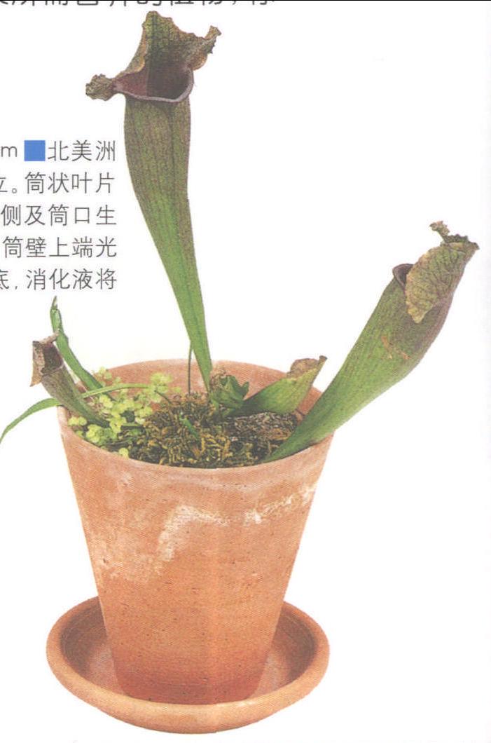 瓶子草