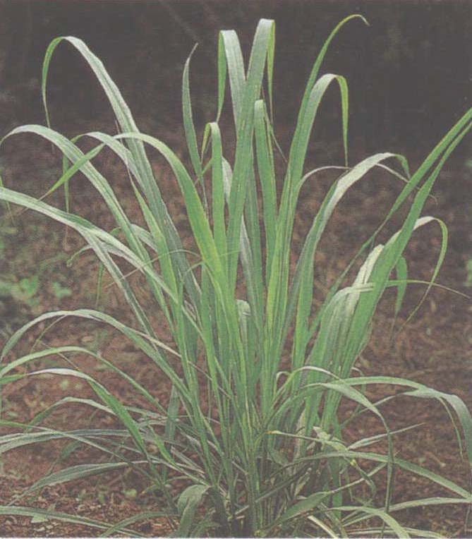 香茅草(柠檬茅)