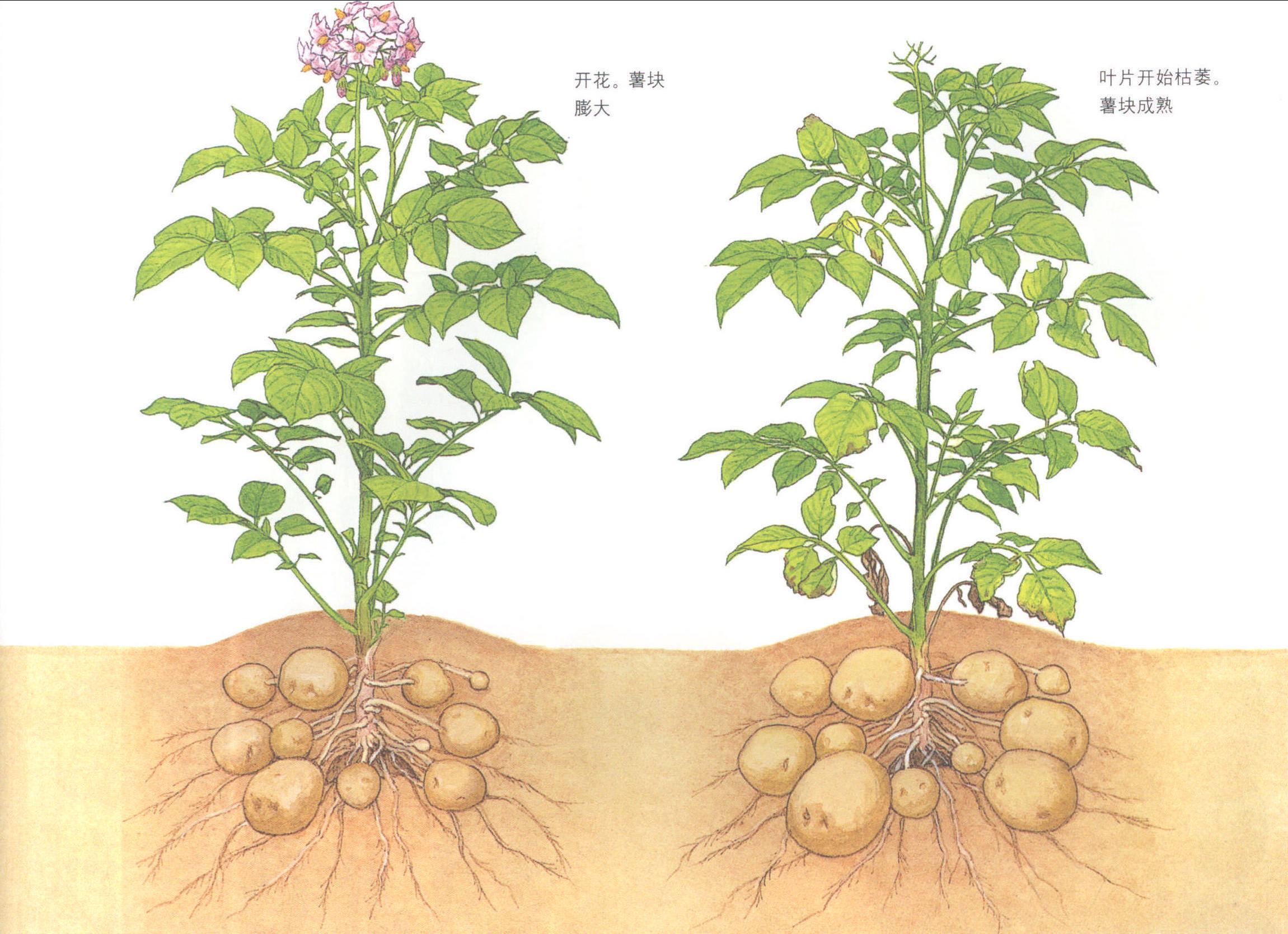 马铃薯的培育方法