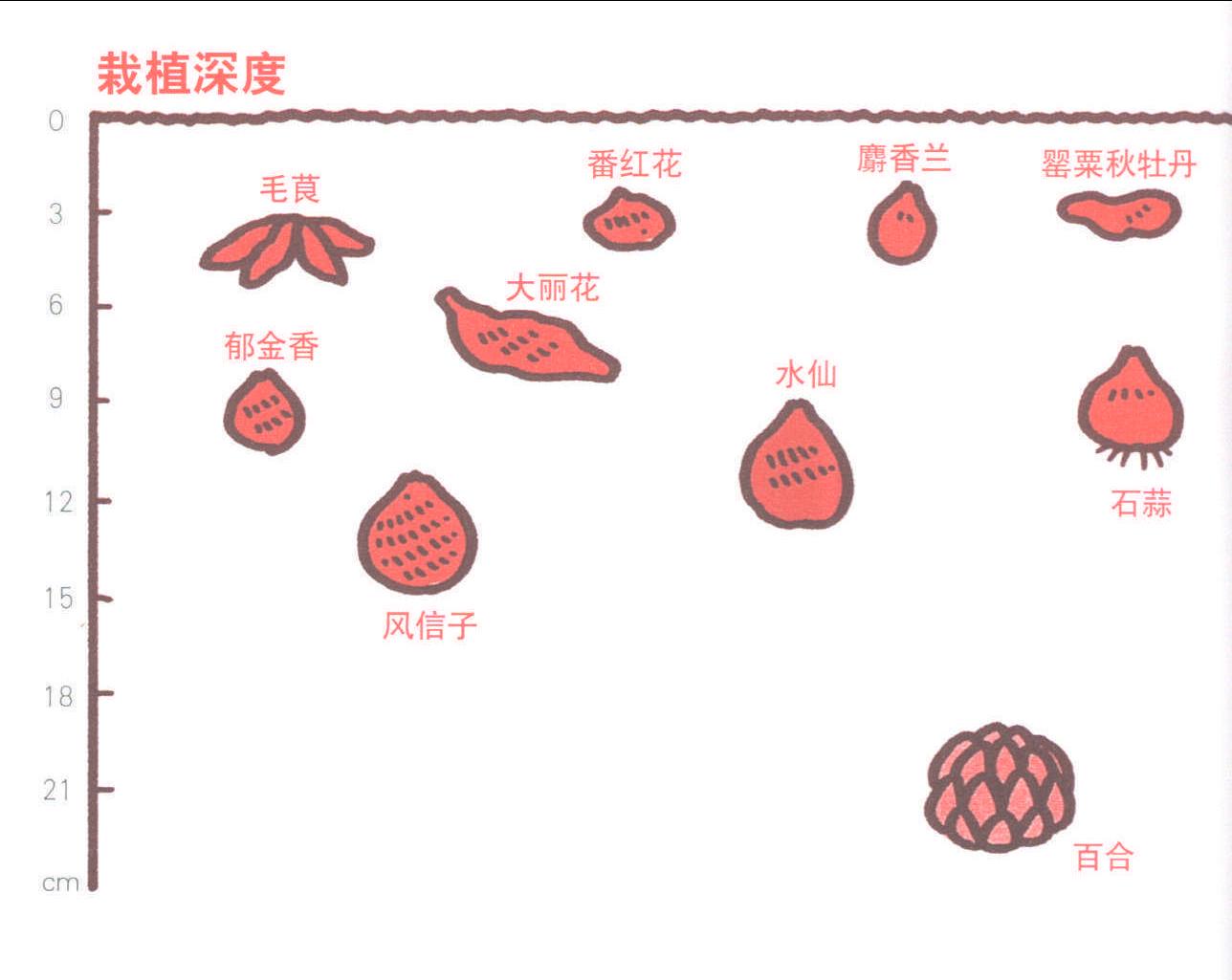 球根植物的栽培