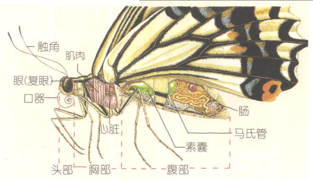 凤蝶身体的结构