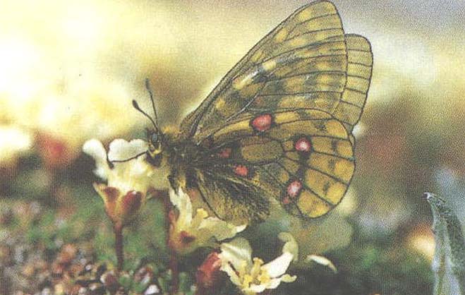 吸食花蜜的黄色绢蝶