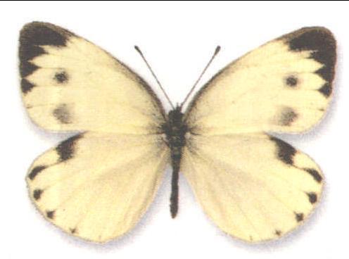 台湾纹粉蝶