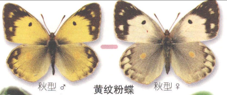 黄纹粉蝶