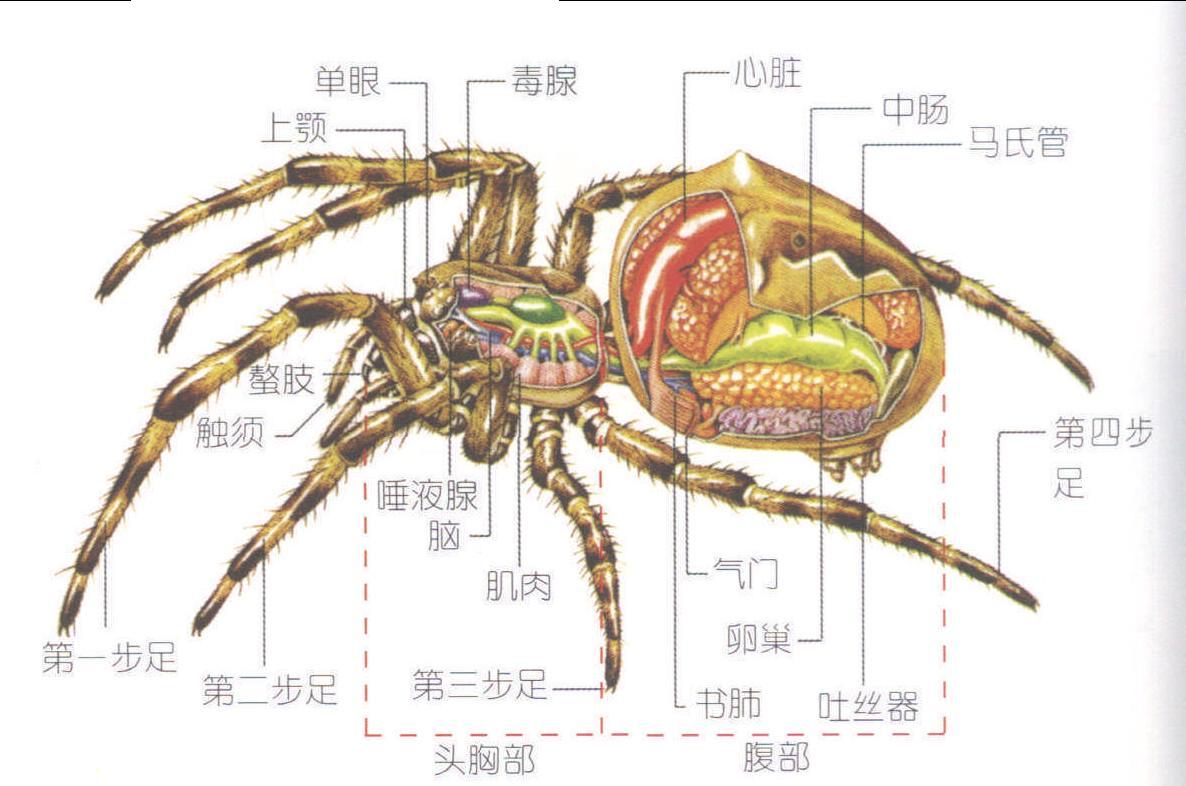 鬼蛛身体的结构