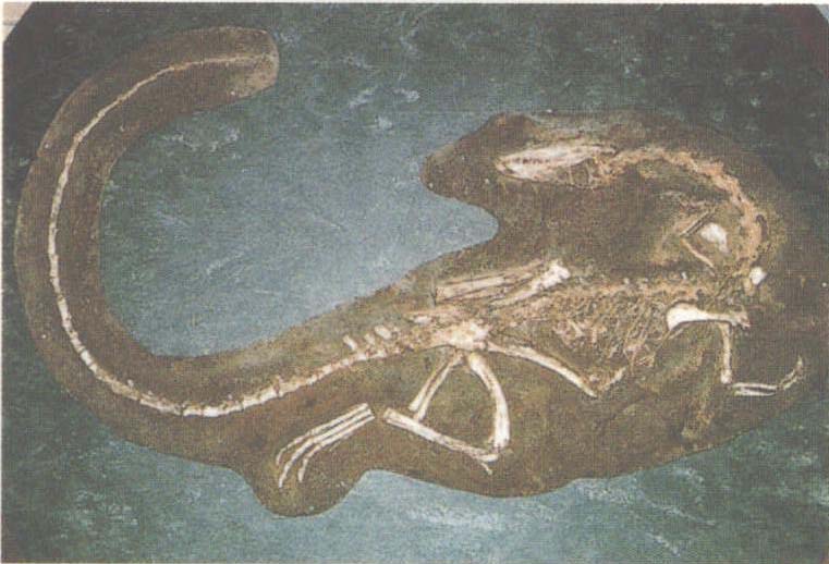 腔骨龙的集体化石