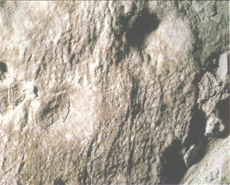 牛龙的皮肤化石