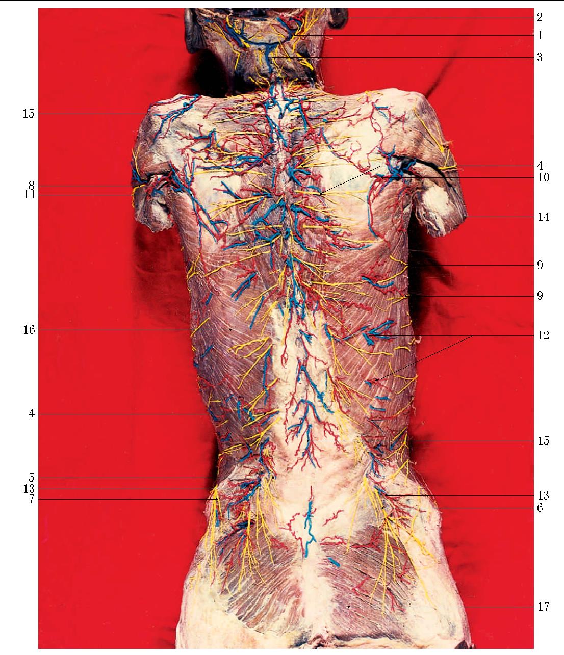 三、躯干部皮动脉、皮静脉和皮神经(后面观)