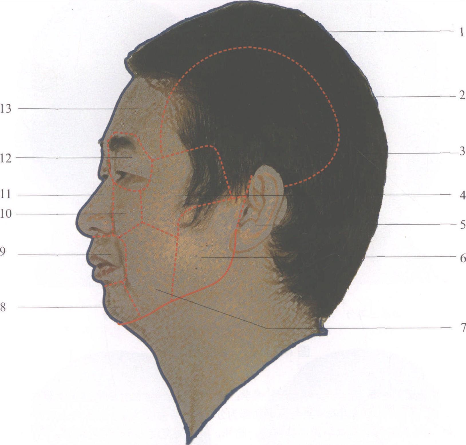 图1-3 头面部分区