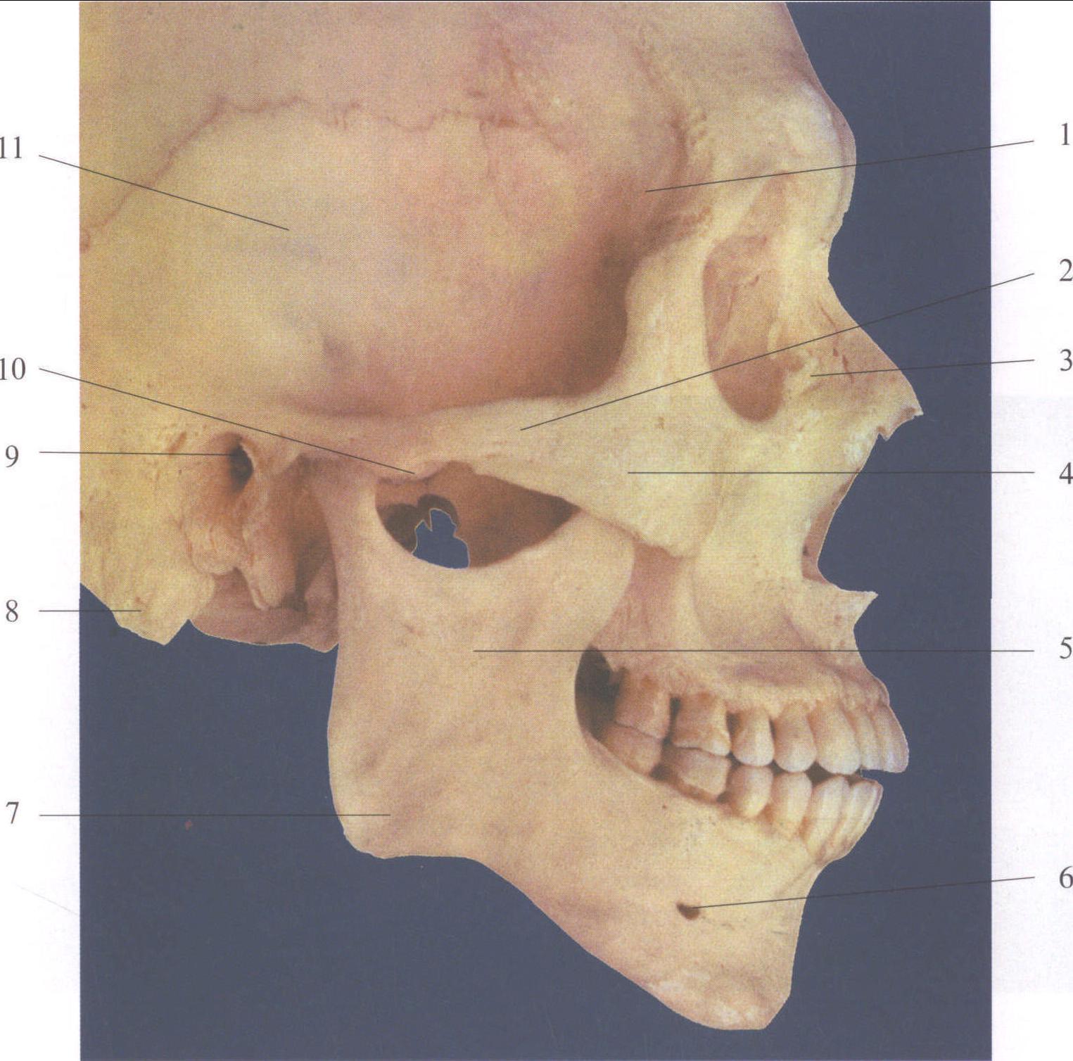 图2-9 颅骨侧面观