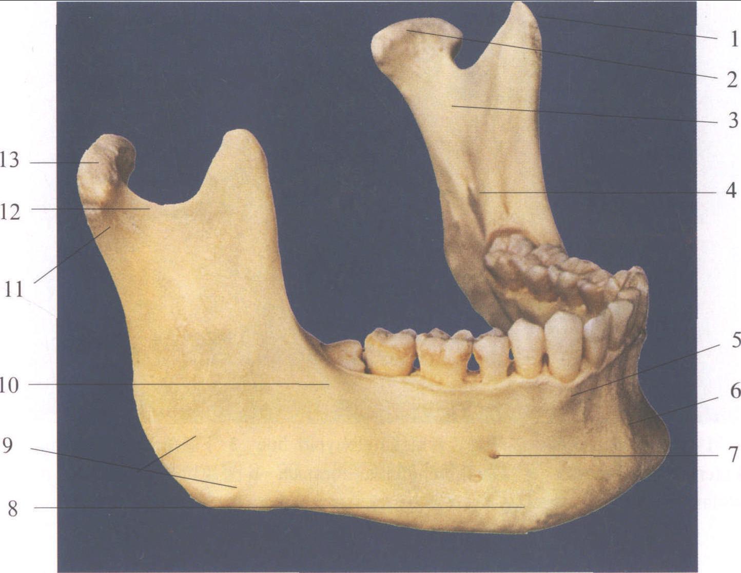 图2-18 下颌骨侧面观