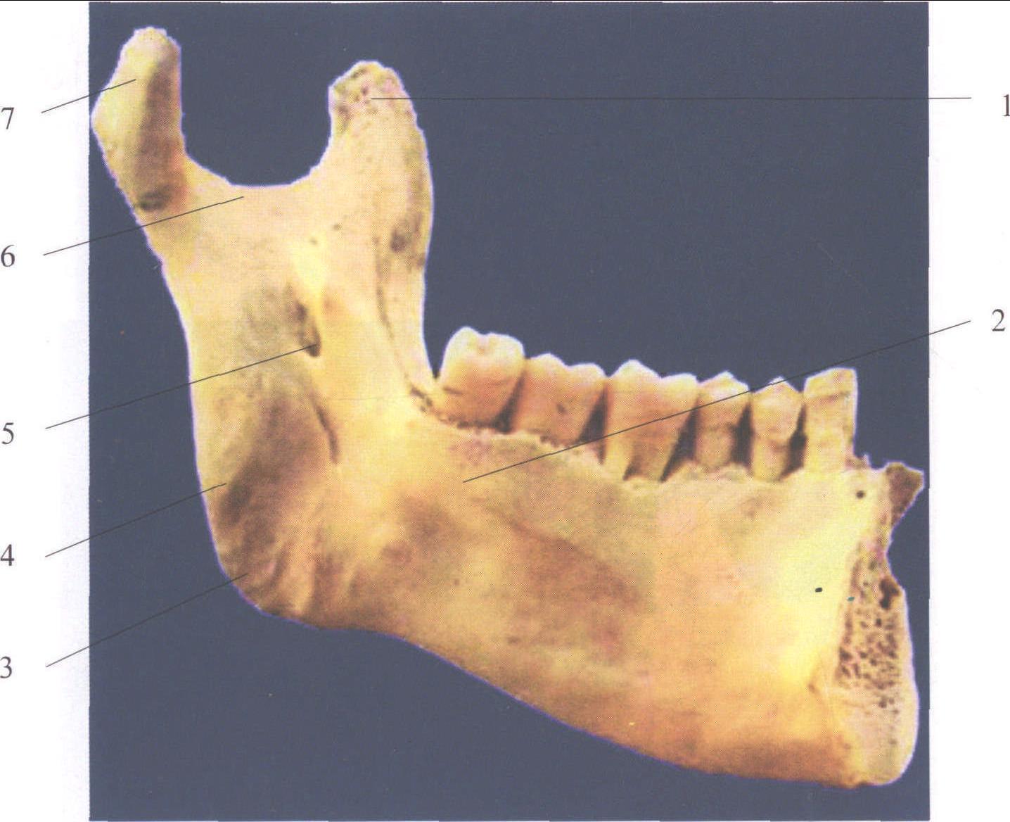 图2-19 下颌骨内侧面观