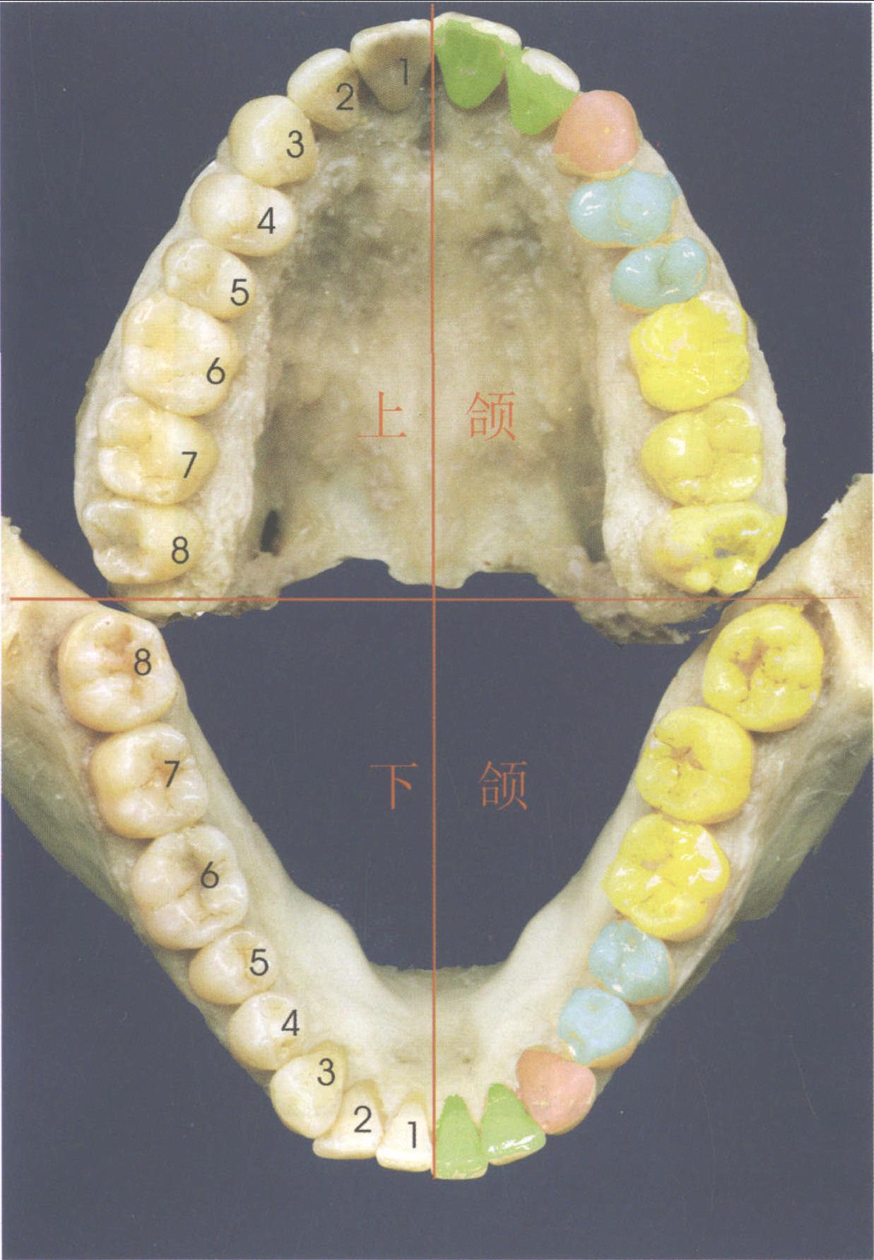 左下颌第一磨牙解剖图图片