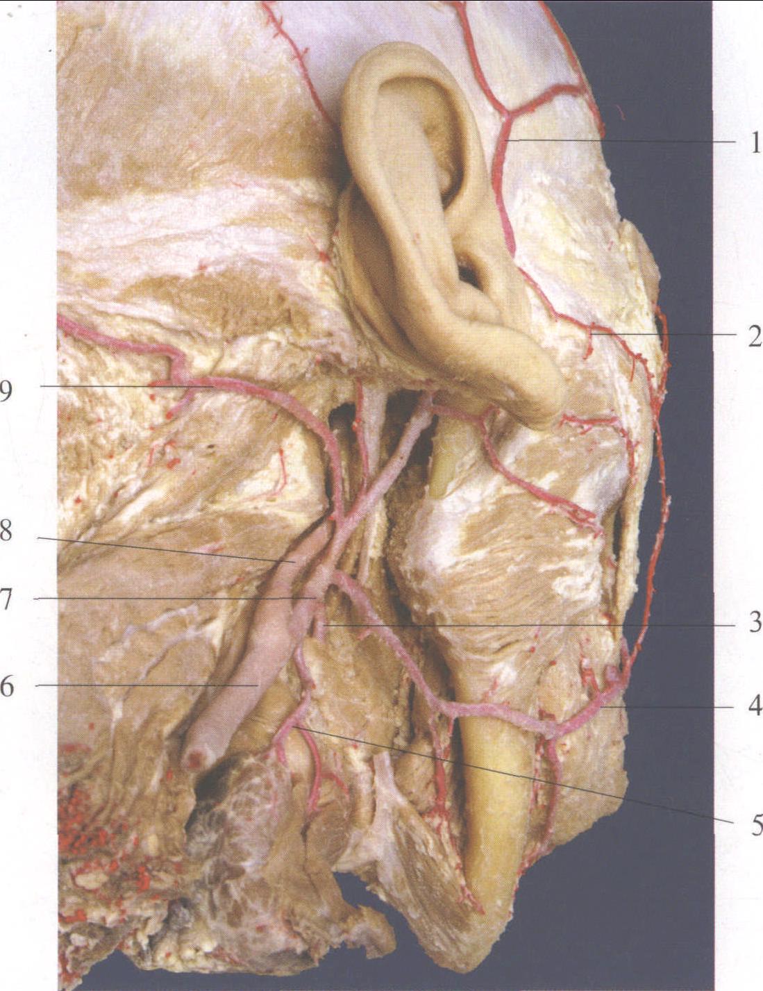 图8-158 颈外动脉的分支