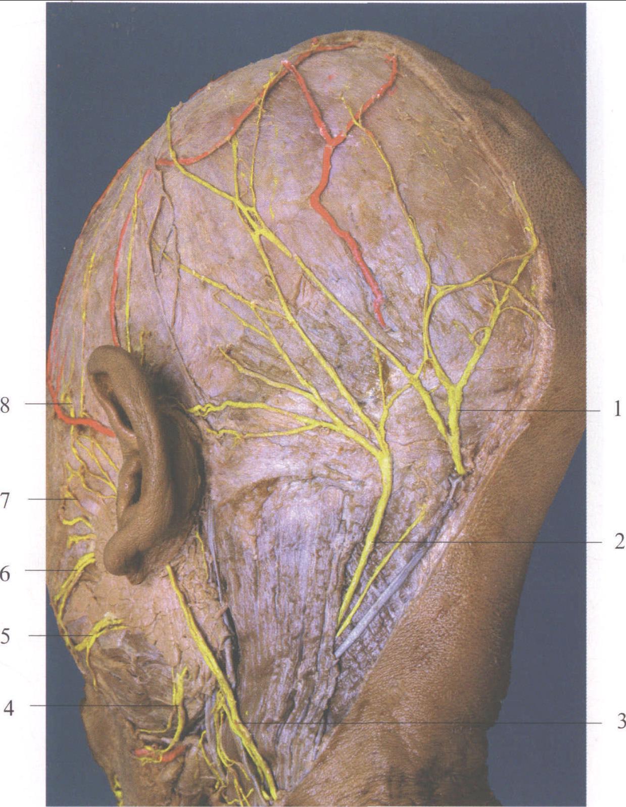 耳朵后面的神经分布图图片
