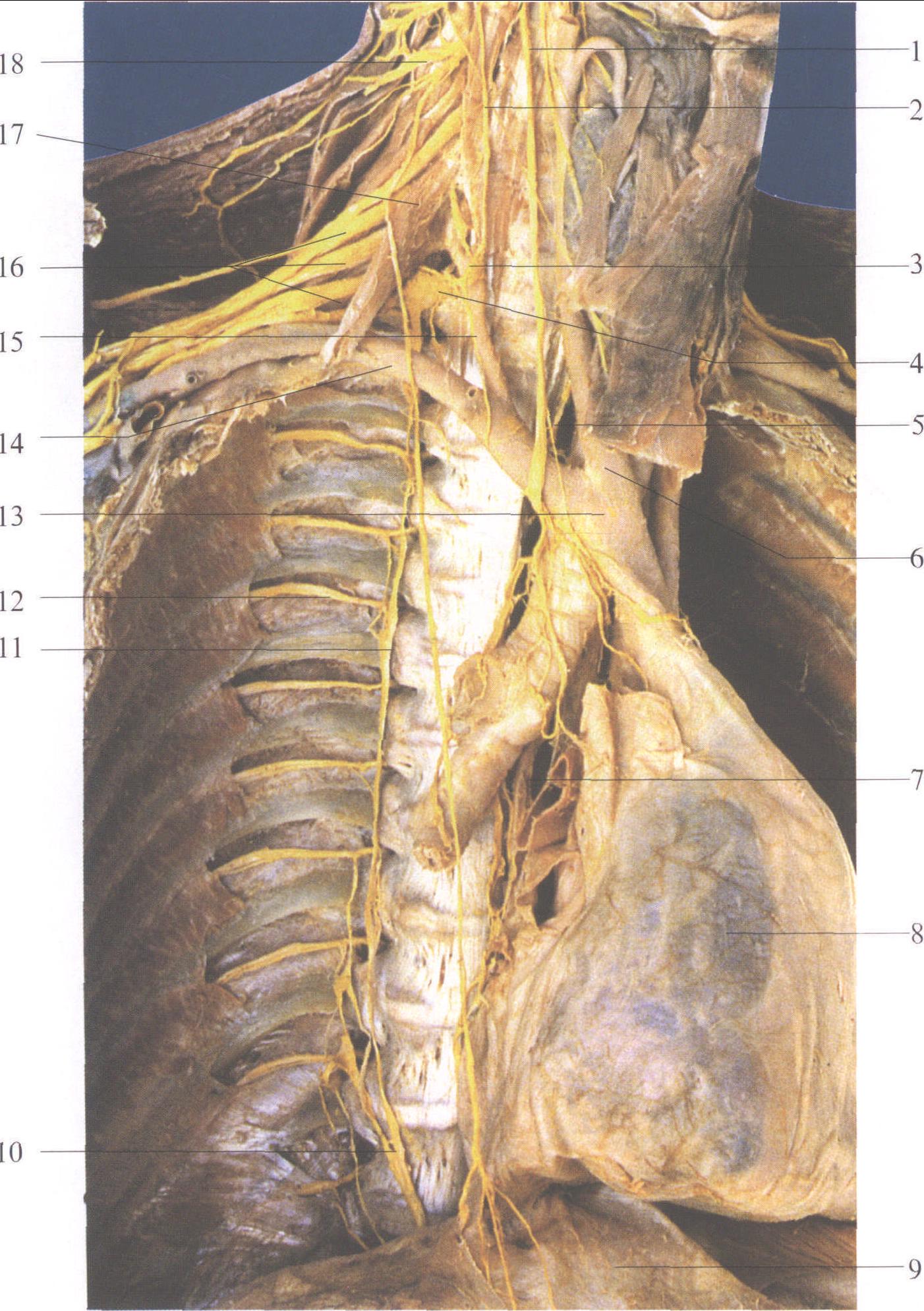 耳鼻喉解剖图图片素材-编号16104859-图行天下