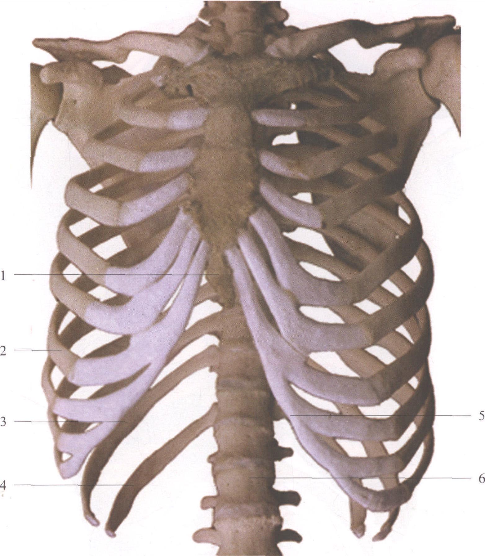 图1-4 胸廓(前面观)