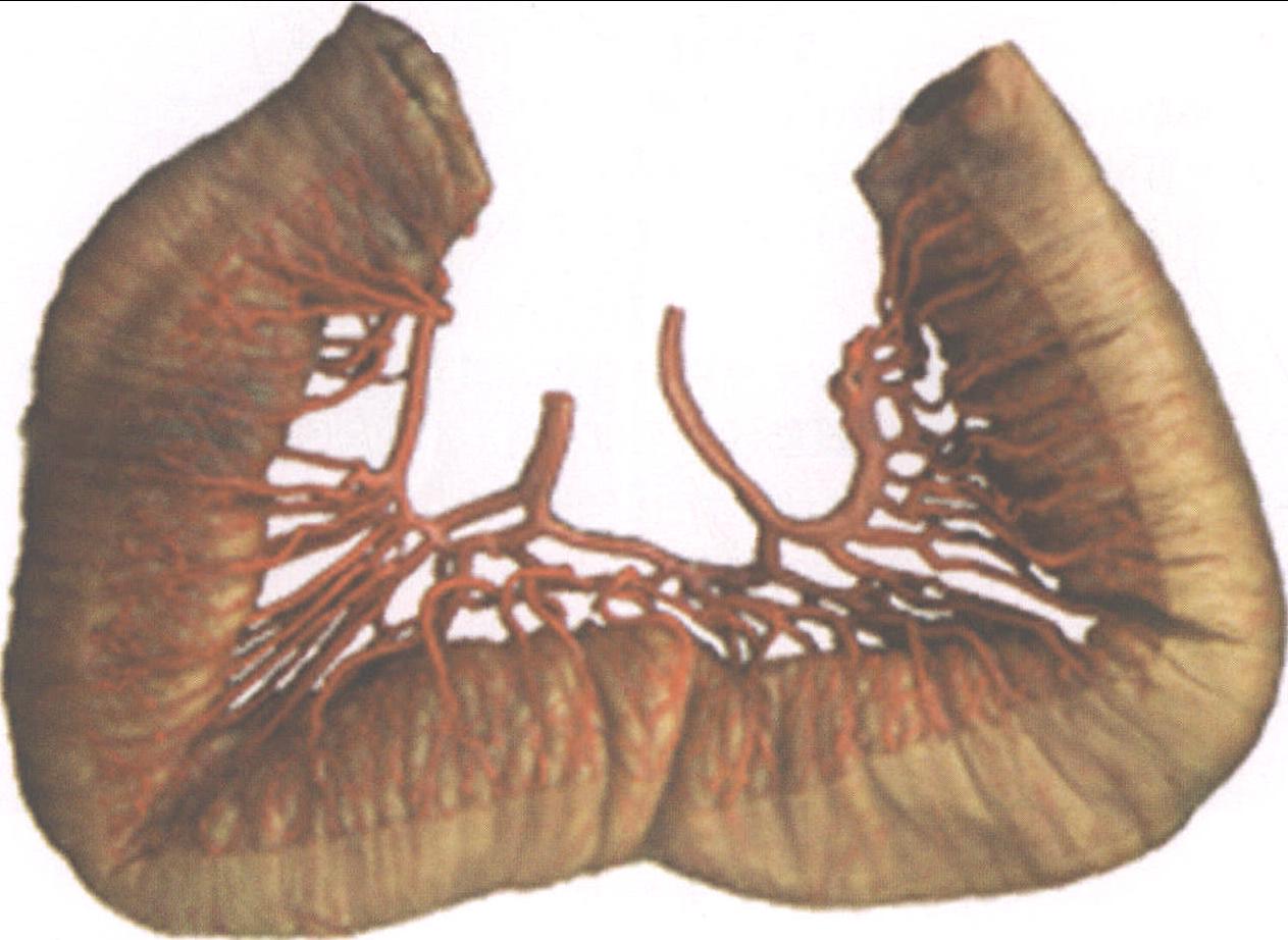 图1-40 空、回肠的动脉