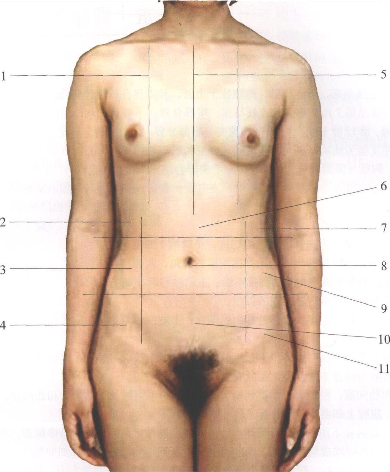 图1-1 胸部的表面解剖 (前面)