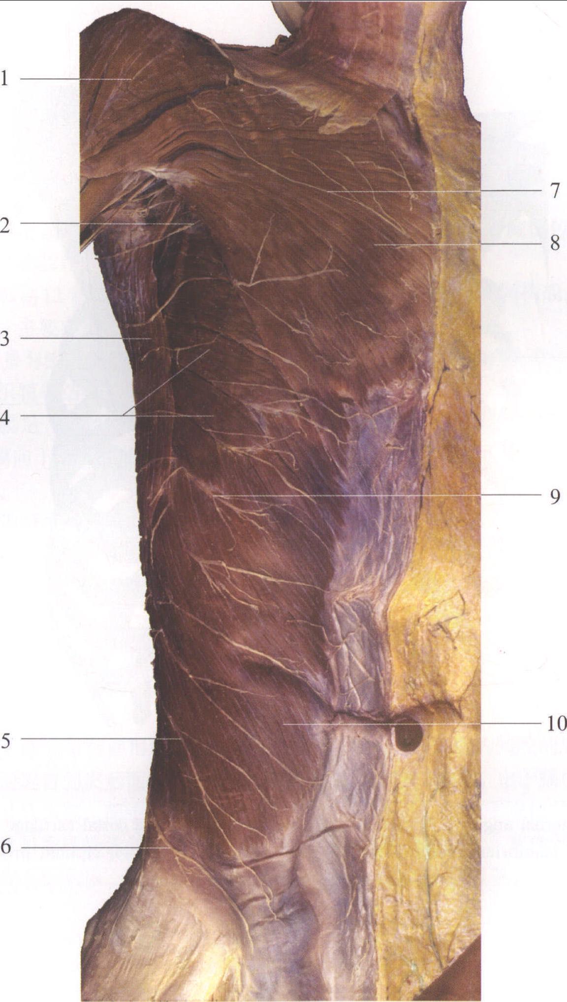 图2-2 胸腹前外侧浅层结构