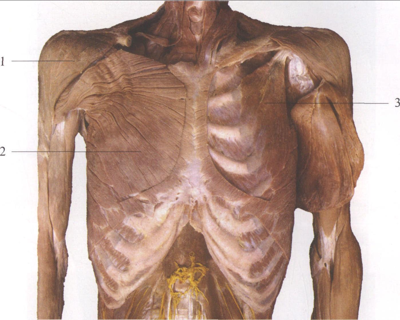 图2-3 胸大肌与胸小肌