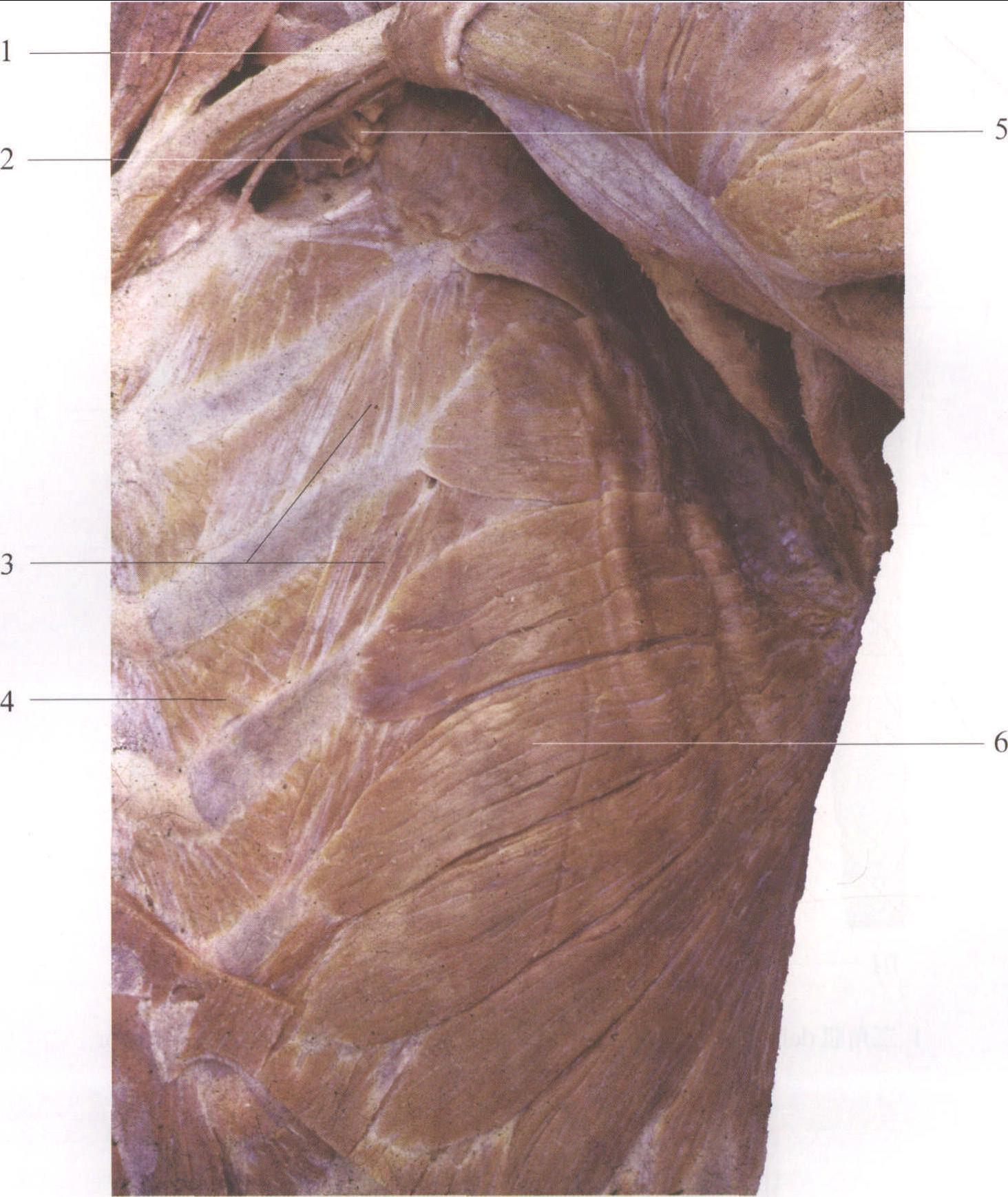 图2-4 前锯肌与肋间肌