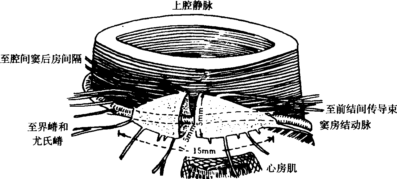 心臟自律傳導(dǎo)系統(tǒng)