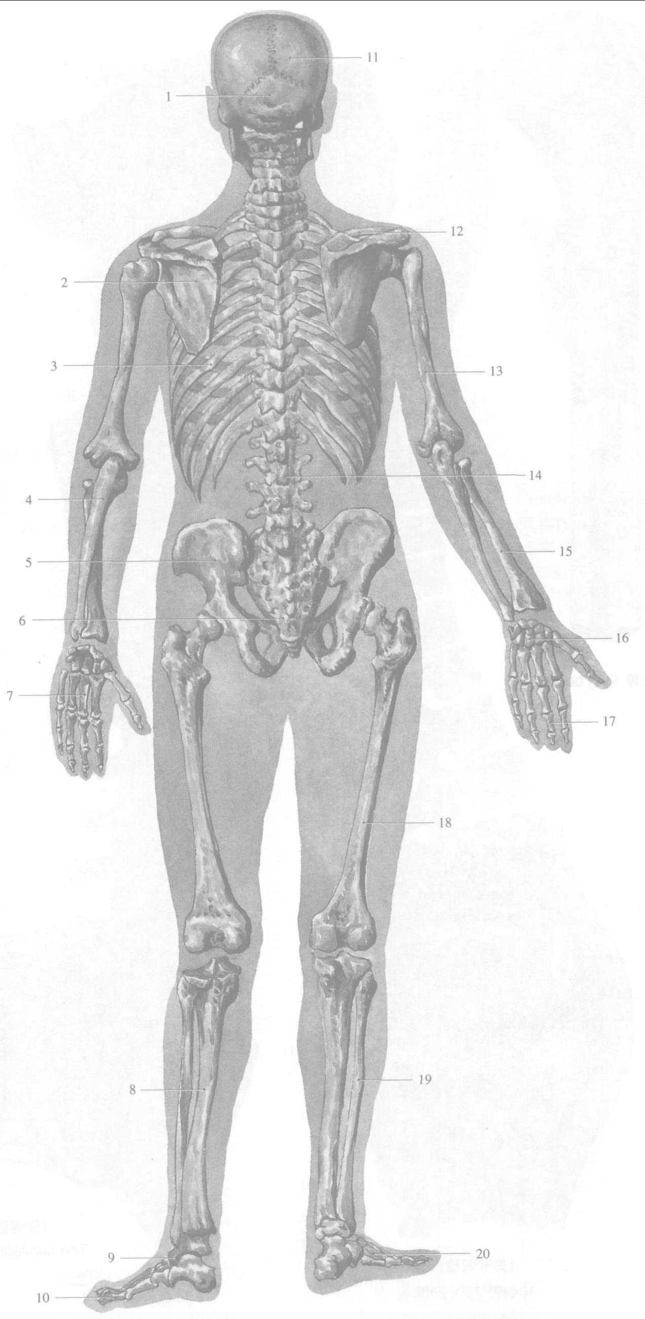 2.人体骨骼 (后面观)