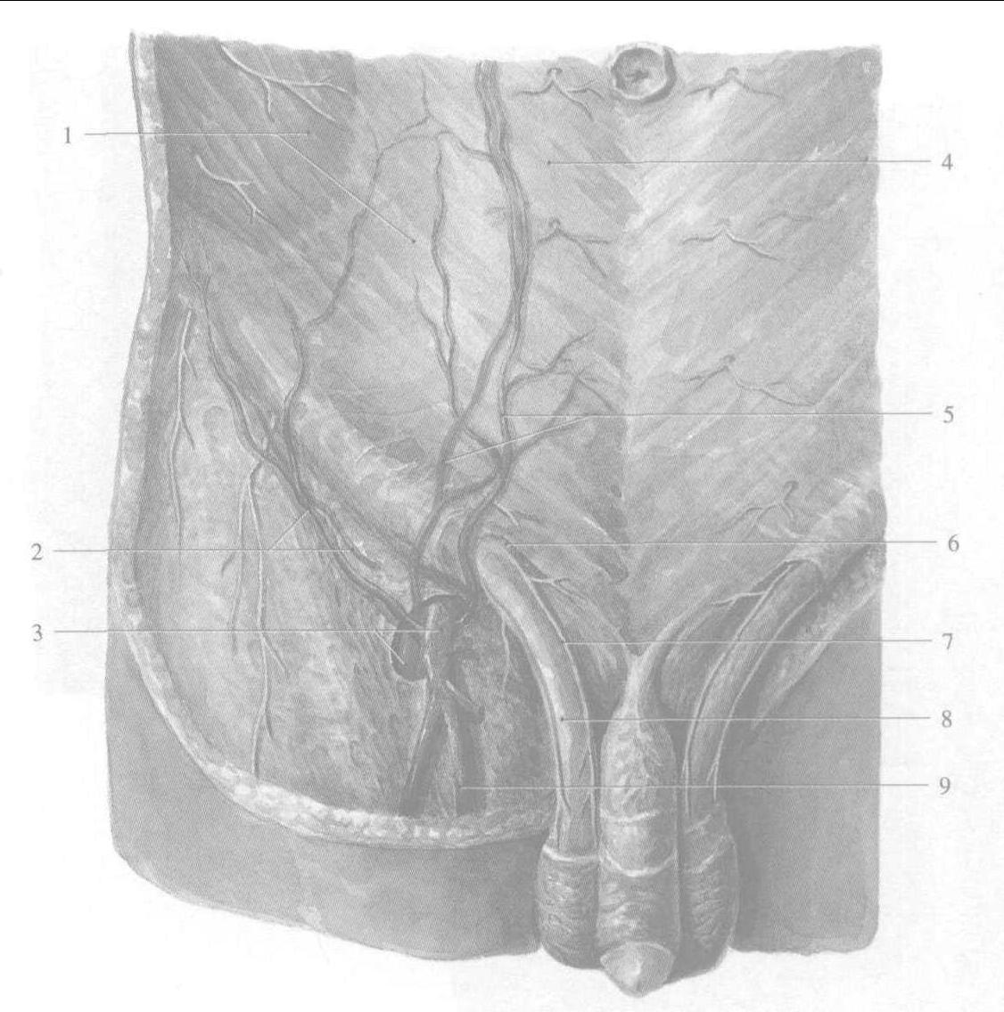 图2-17 腹股沟管腹环和腹股沟三角-腹部外科临床解剖学-医学